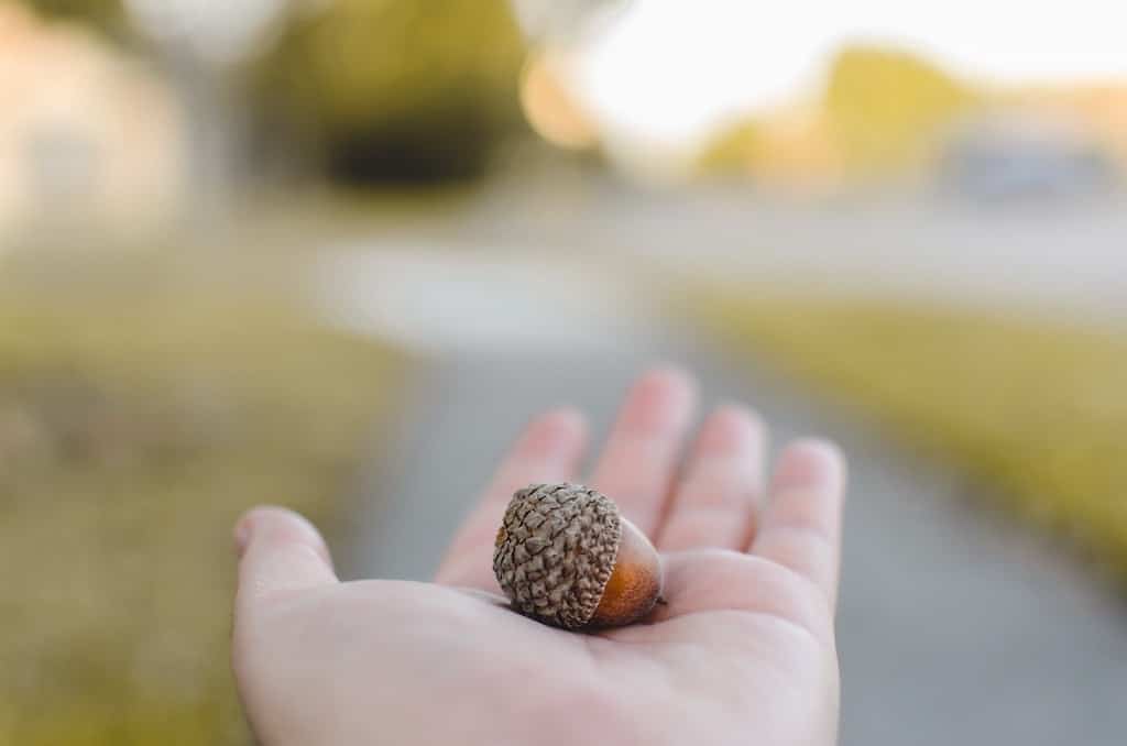 man holding acorn to show how small it is and what large potential it has